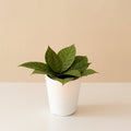 Endless Cascades Shadow Falls Hoya product image 1