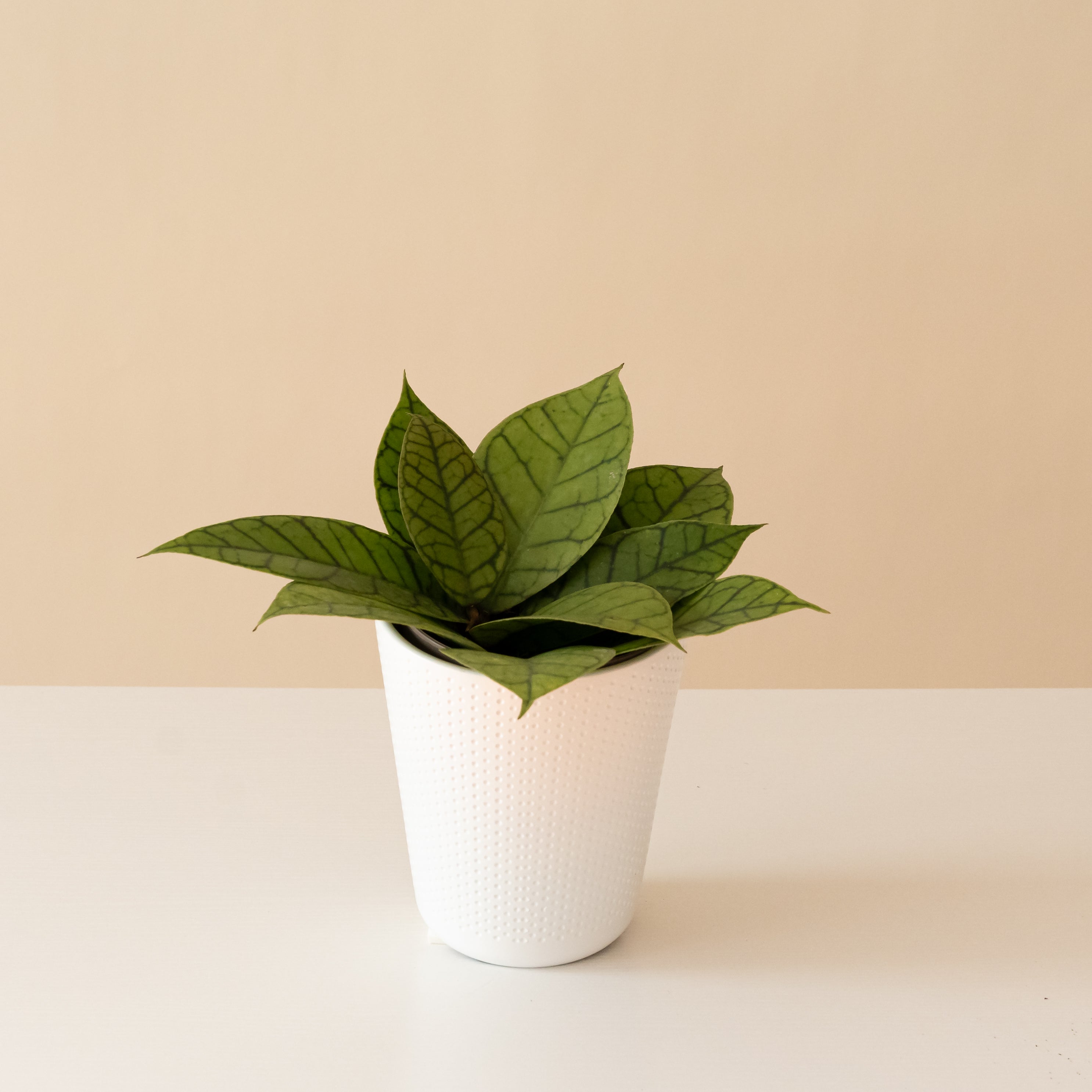 Endless Cascades Shadow Falls Hoya product image 1
