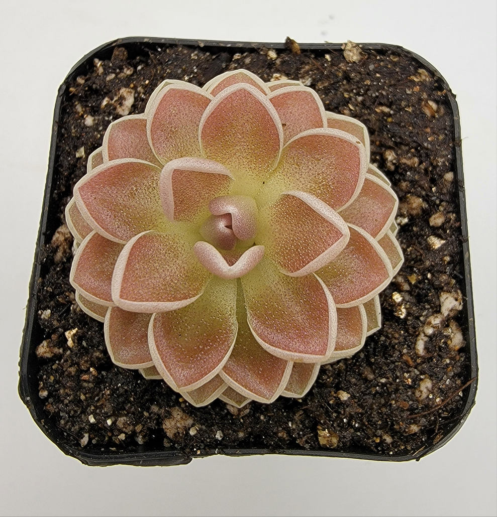 Pinguicula ehlersiae 'Victoria' product image 3