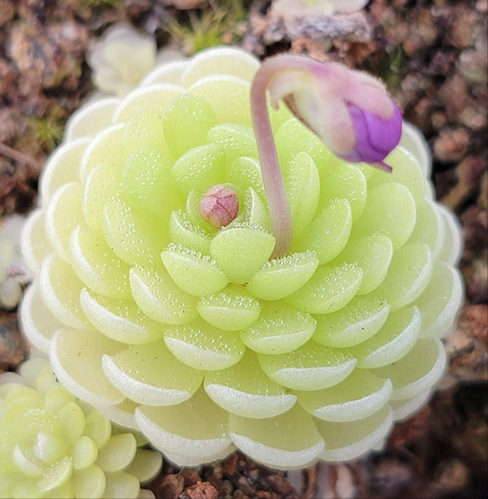 Pinguicula esseriana product image 1
