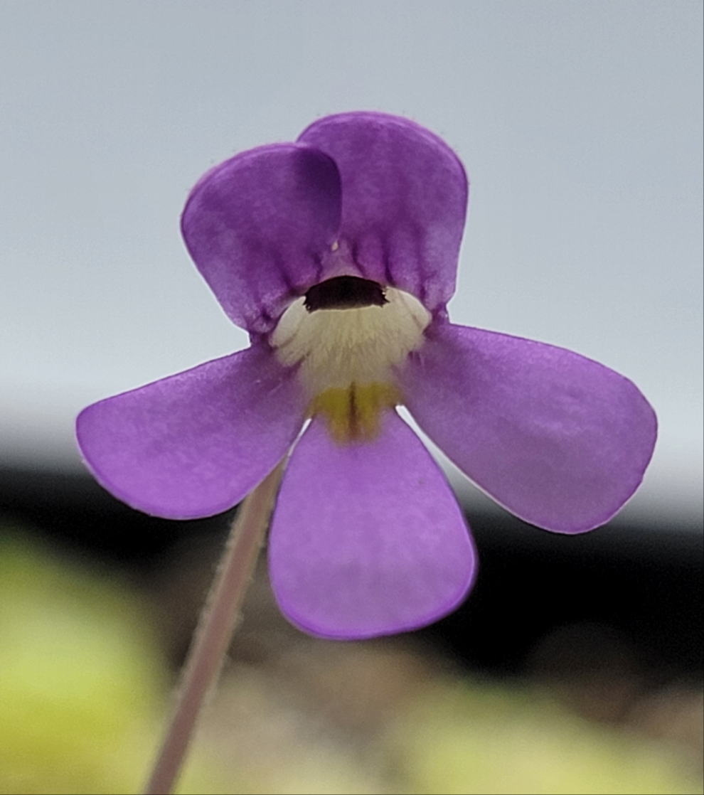 Pinguicula jaumavensis 'Cardonal' live plant product image 2