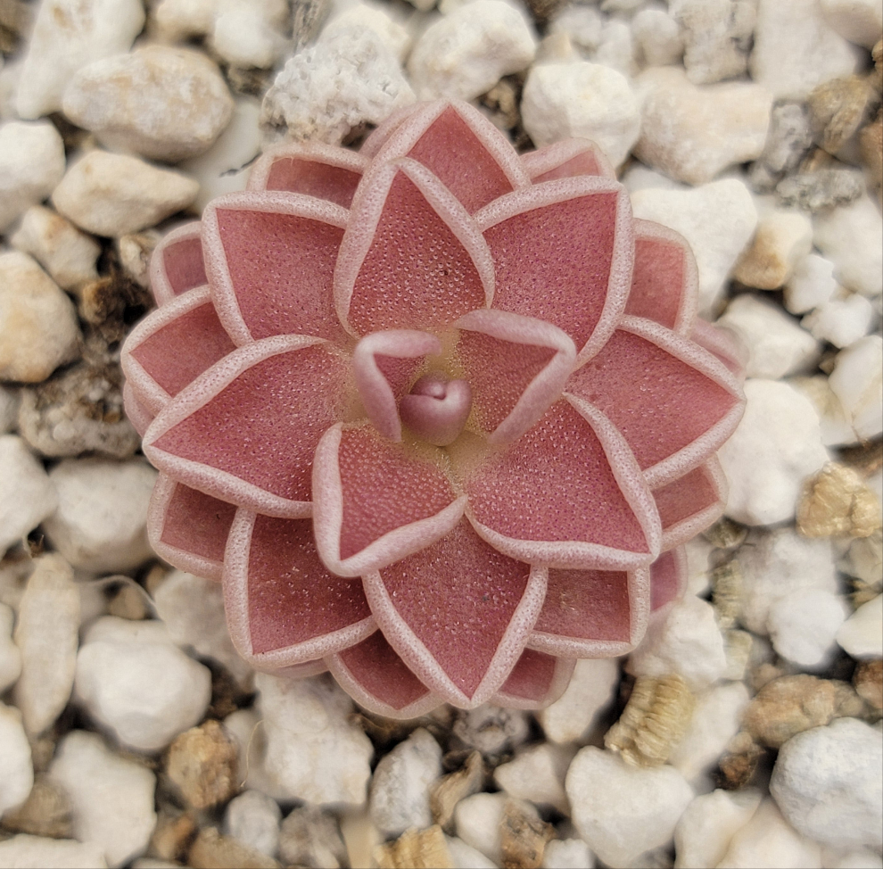 Pinguicula ehlersiae {Tolantongo} product image 1