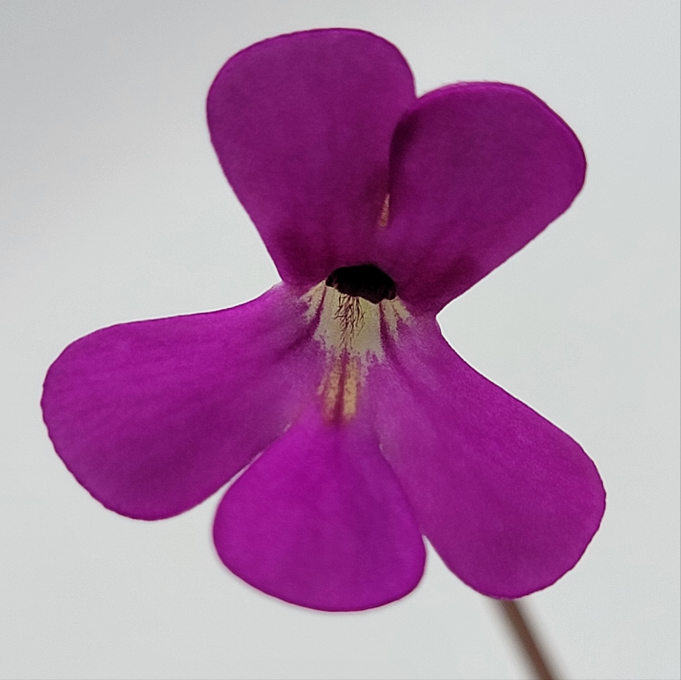 Pinguicula ehlersiae 'Victoria' product image 2