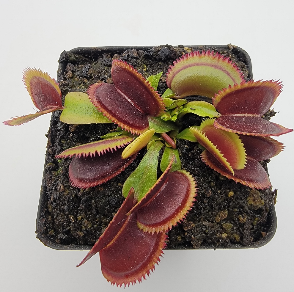Venus flytrap (Dionaea muscipula) Brutal Shark live plant product image 1