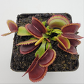 Venus flytrap (Dionaea muscipula) Brutal Shark live plant product image 1
