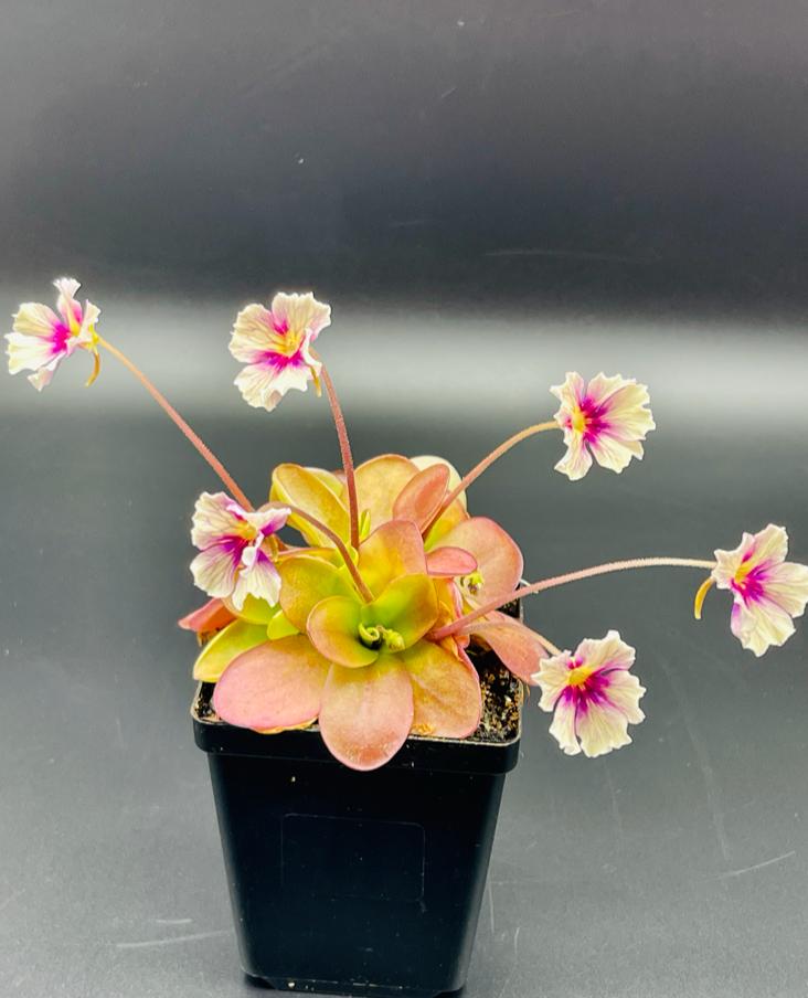 Pinguicula 'Razzberry Blonde' product image 4