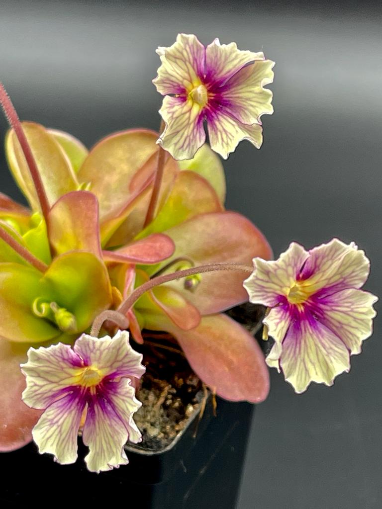 Pinguicula 'Razzberry Blonde' product image 5