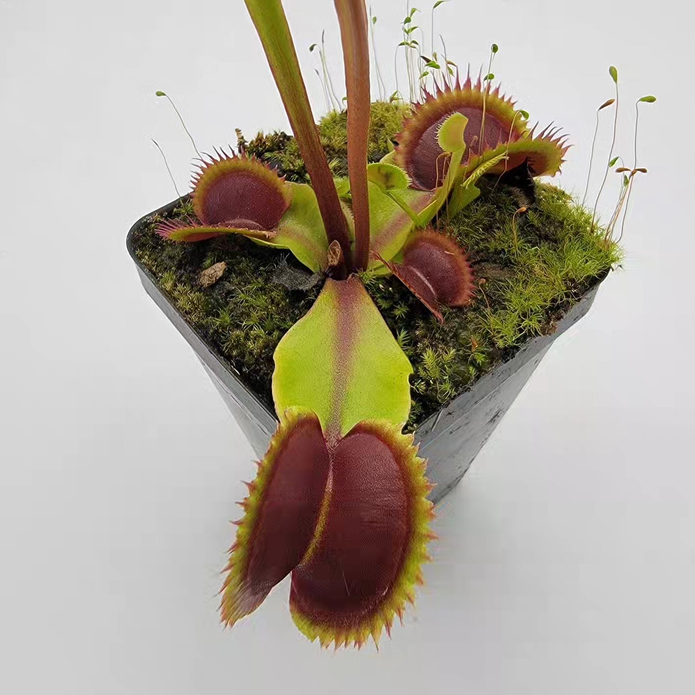 Venus flytrap (Dionaea muscipula) 'Sawtooth' x 'Red Piranha' product image 3