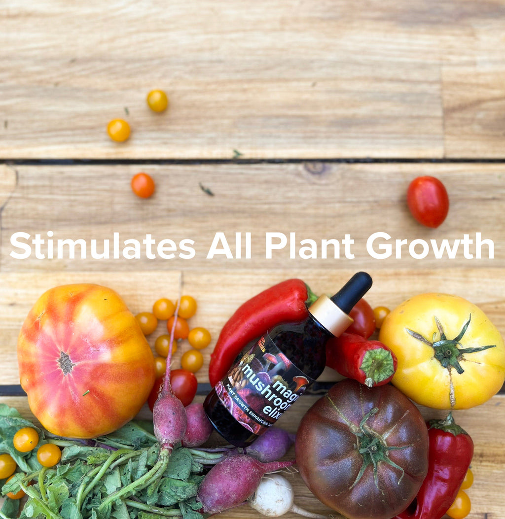 Magic Mushroom Elixir product image 2