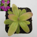 Pinguicula moranensis var. roseii live plant product image 1
