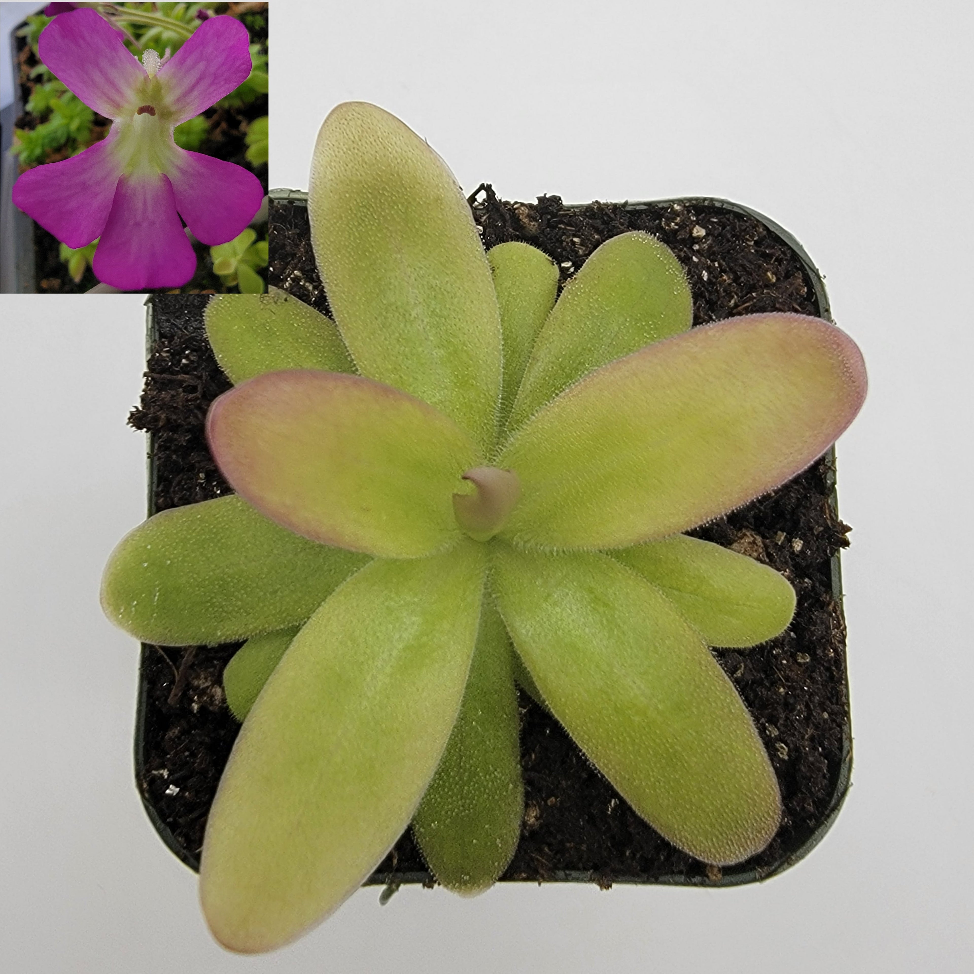 Pinguicula moranensis var. roseii live plant product image 1