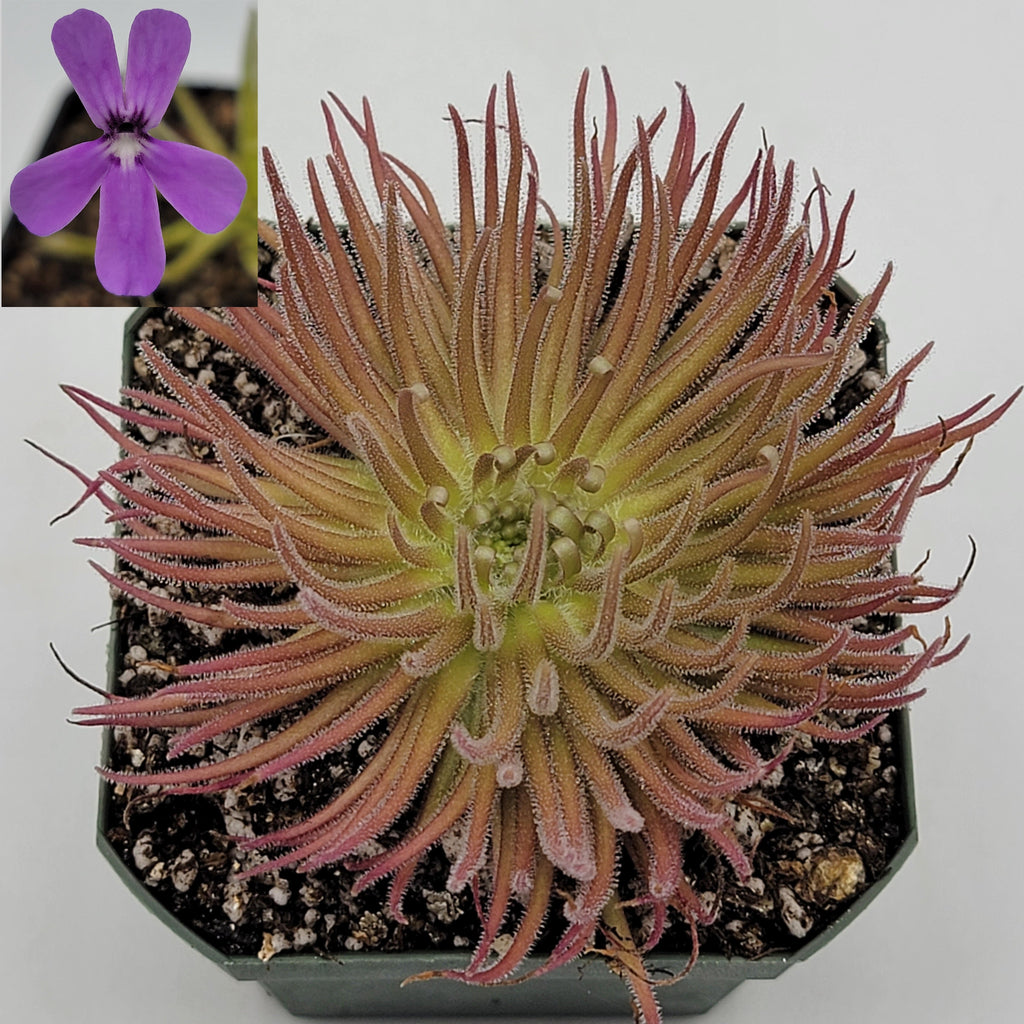 Pinguicula gypsicola {Buena Vista, San Luis Potosi, Mex} live plant product image 1