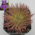 Pinguicula gypsicola {Buena Vista, San Luis Potosi, Mex} live plant product image 1