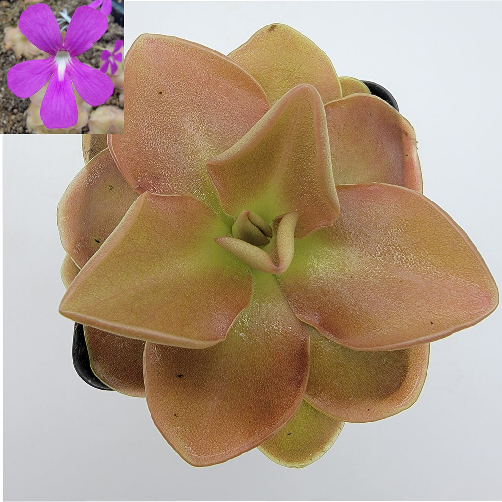 Pinguicula 'Sethos' live plant product image 2