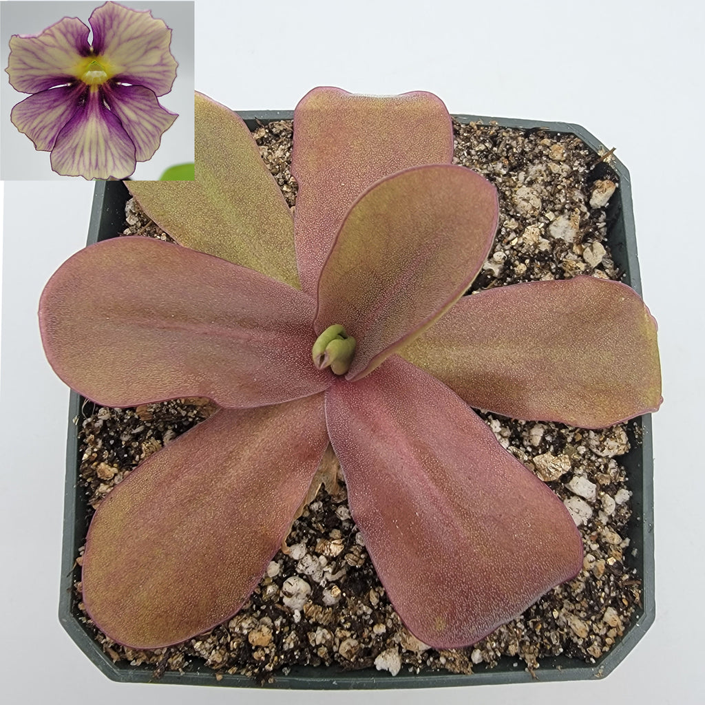 Pinguicula 'Razzberry Blonde' product image 1