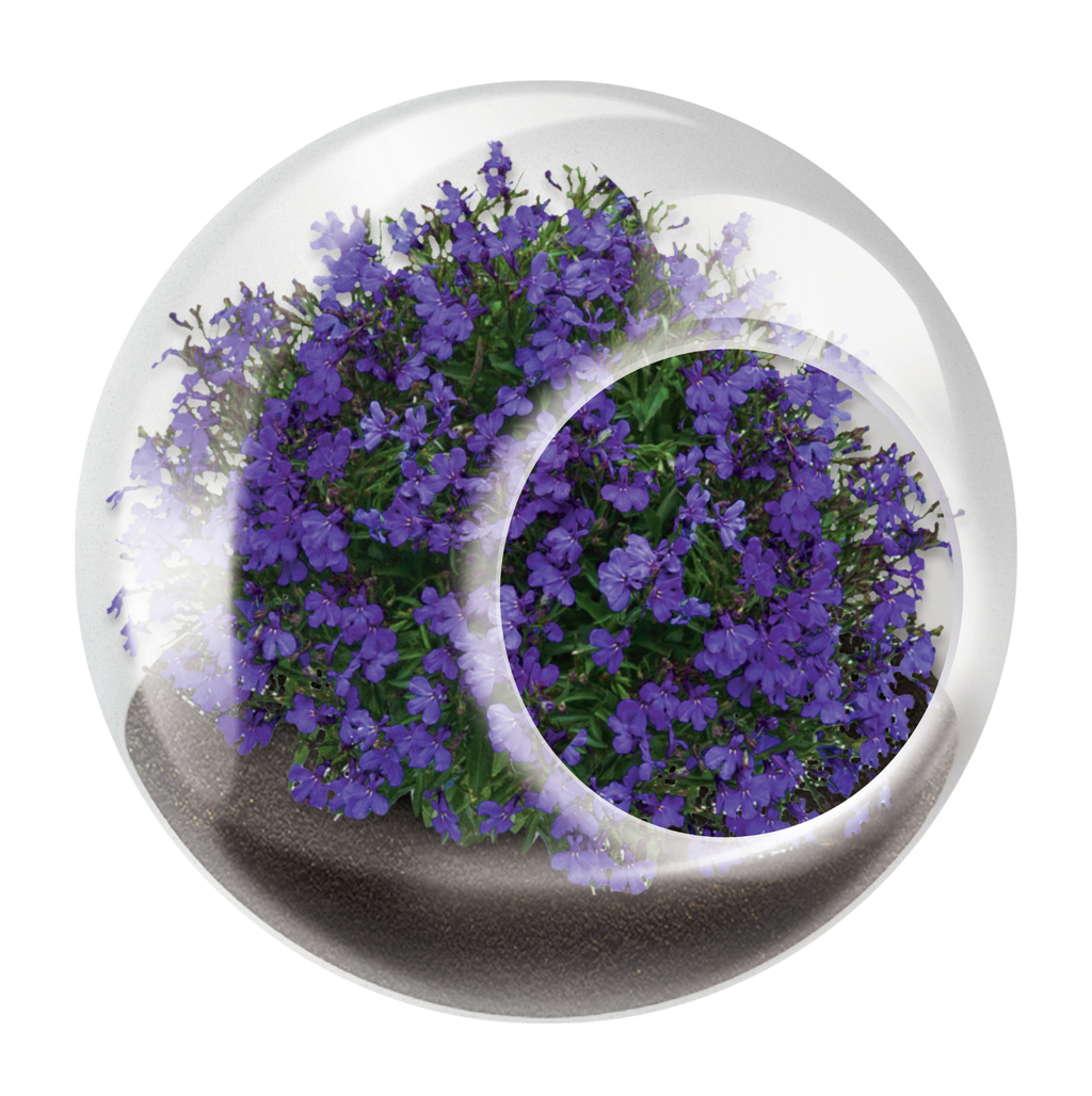 Flowering Tiny Terrariums Bundle - 1 each of 6 Varieties — product image 11