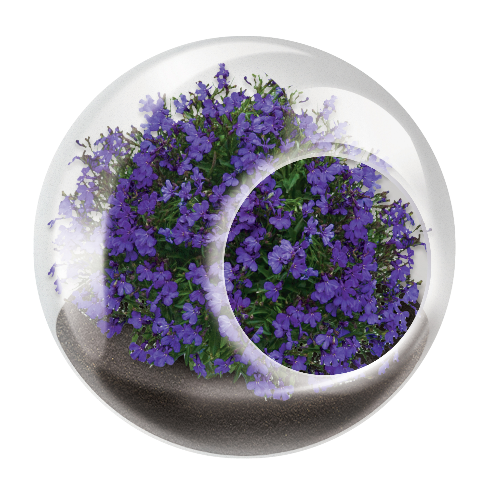 Flowering Tiny Terrariums Bundle - 1 each of 6 Varieties — product image 11