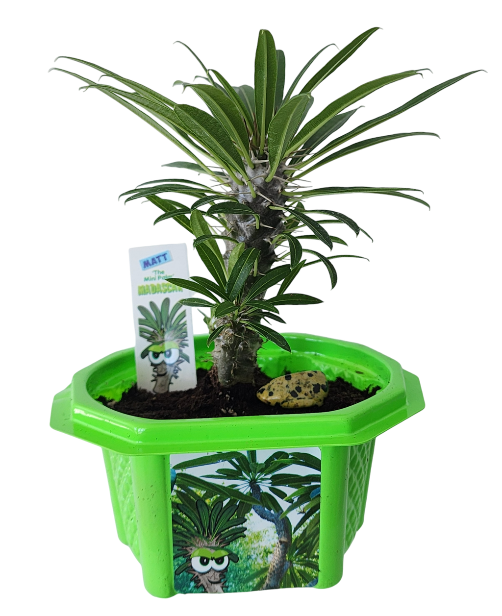 Matt 'The Mini Palm' Madagascar Micro Dome Terrarium product image 3