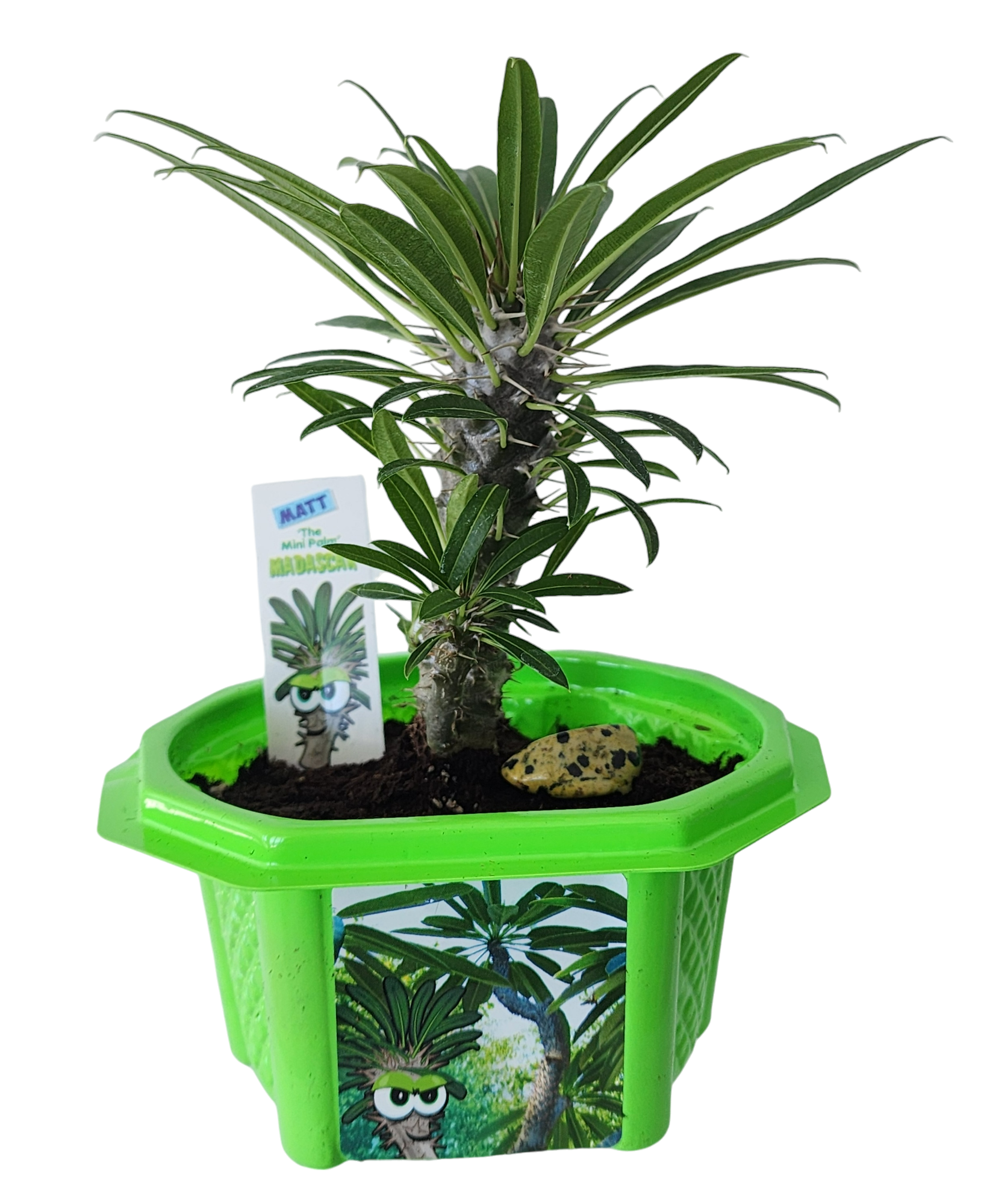 Matt 'The Mini Palm' Madagascar Micro Dome Terrarium product image 3
