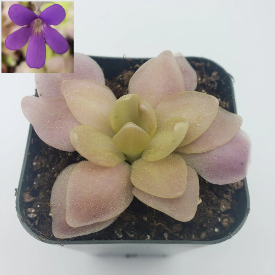Pinguicula 'Marciano' (Butterwort) product image 2