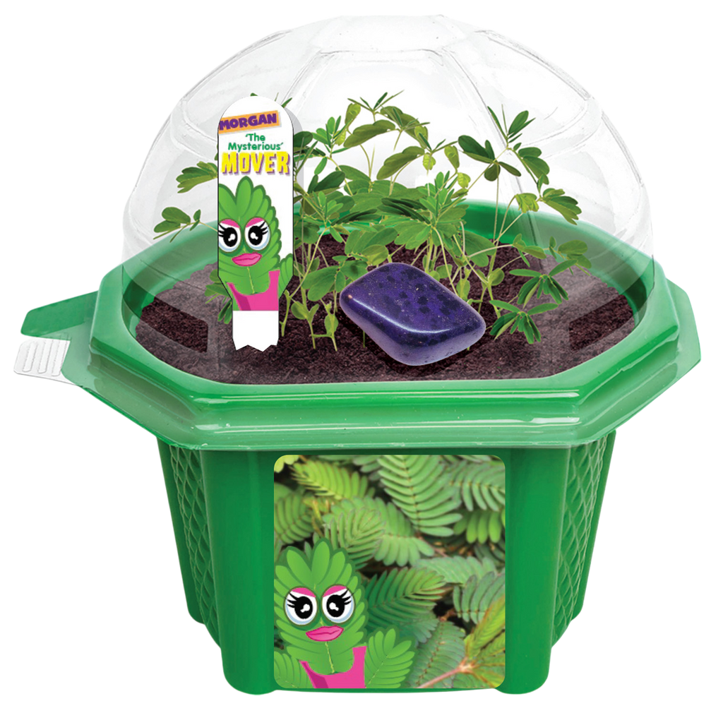 Morgan 'The Mysterious' Mover Micro Dome Terrarium product image 2