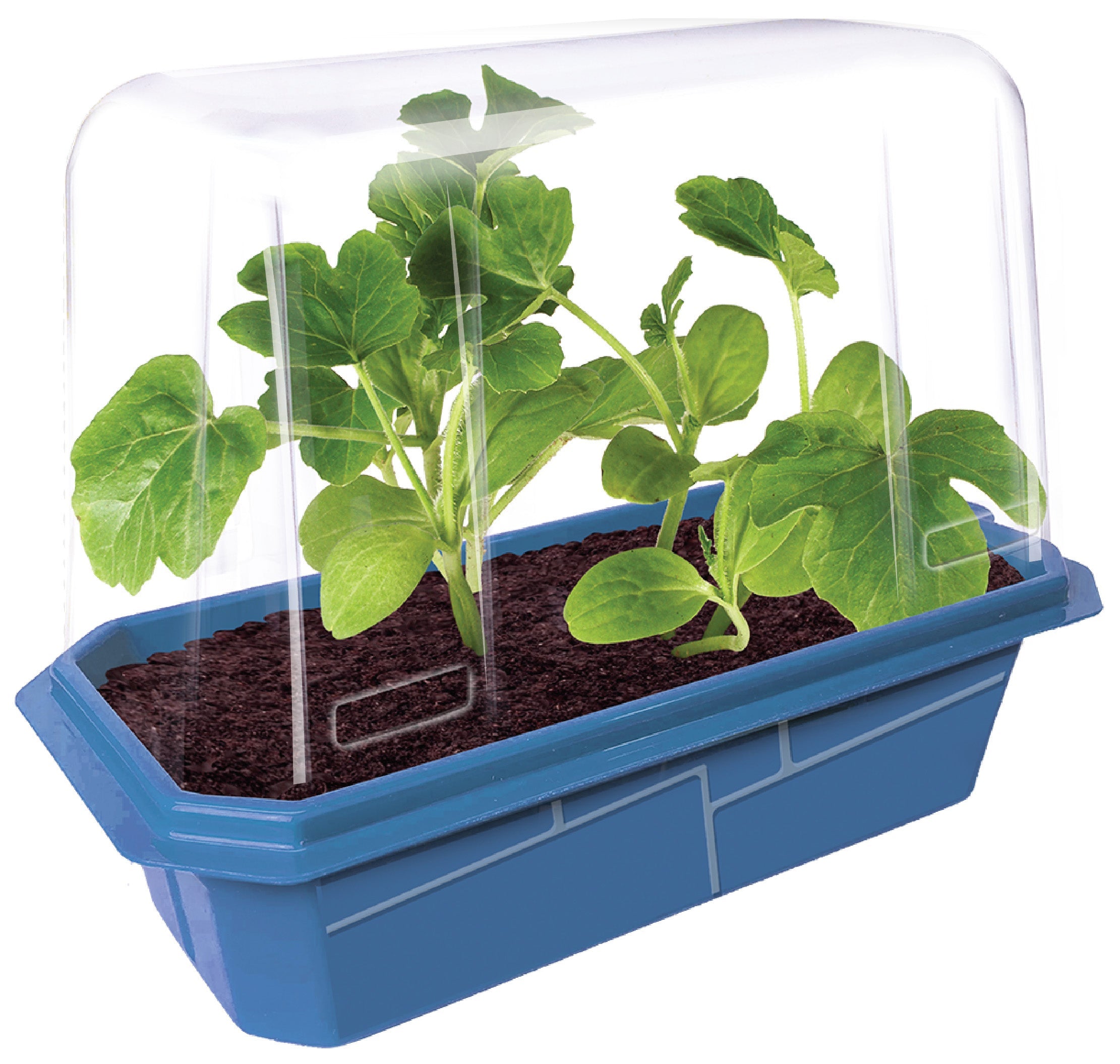 Mini Melons Sprouter Terrarium product image 2