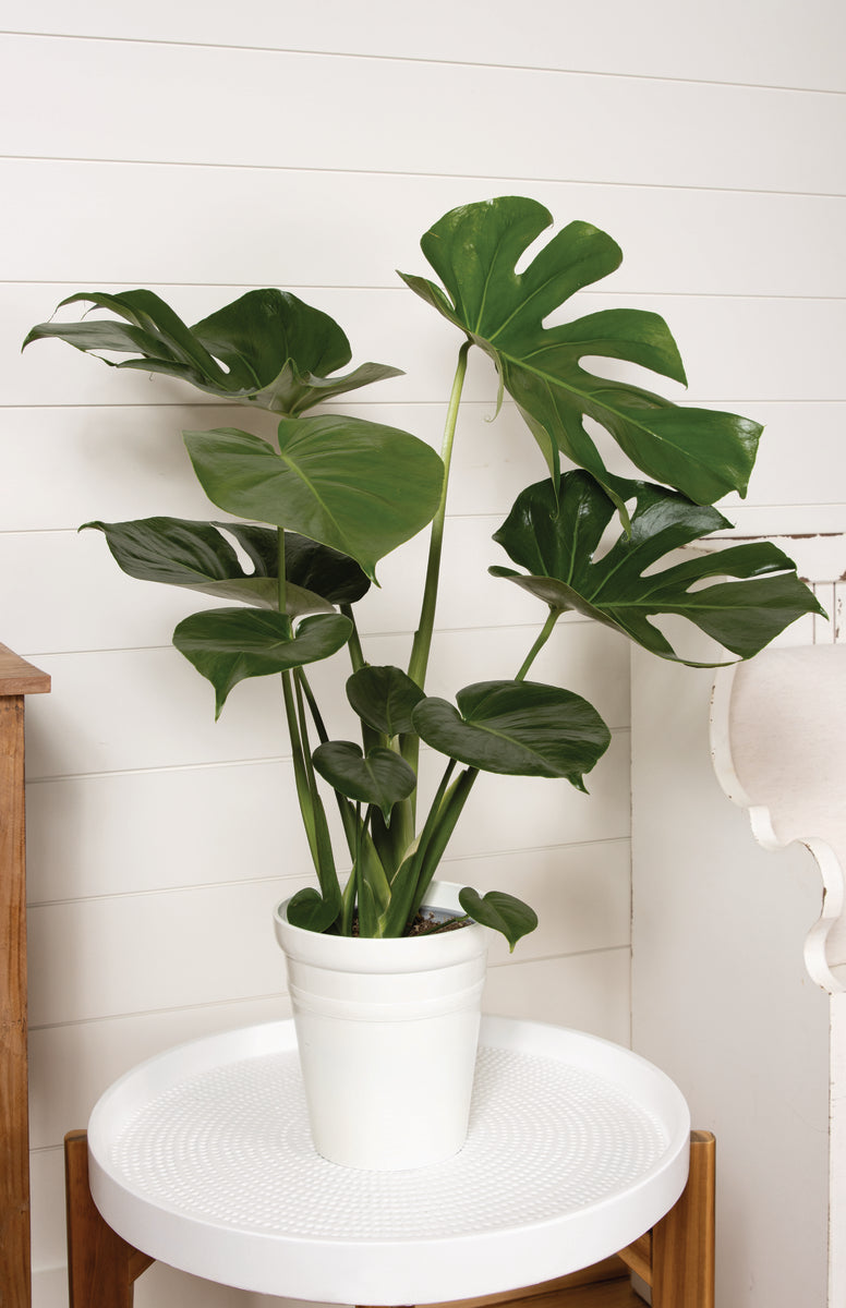 Mysteria Deliciosa Monstera product image 1