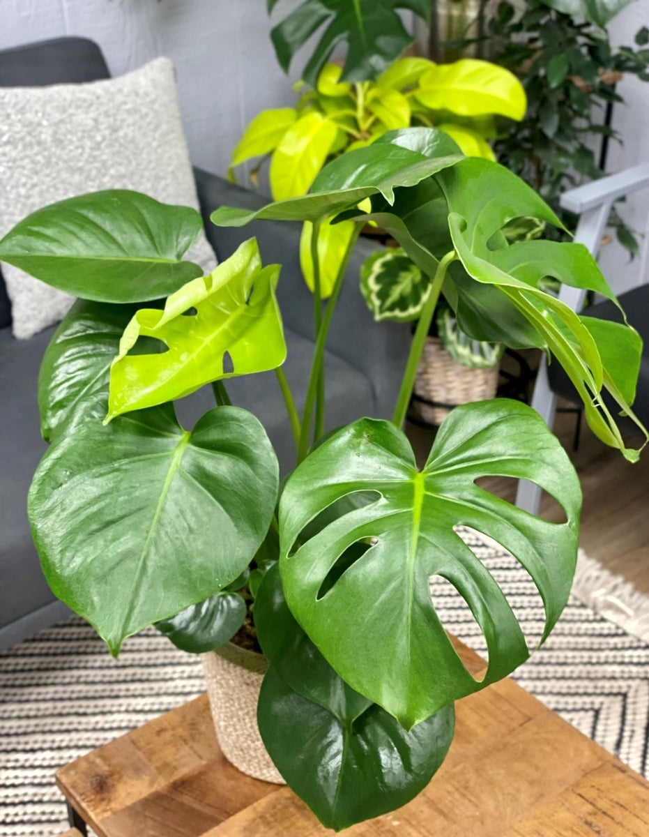 Mysteria Deliciosa Monstera product image 2