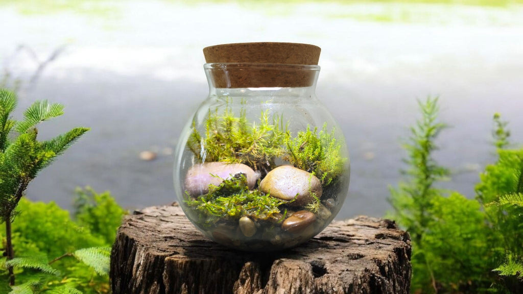 MossBowl- Grow Your Own Beautiful Moss Garden, Complete Kit Come with 3 Mosses! — product image 6