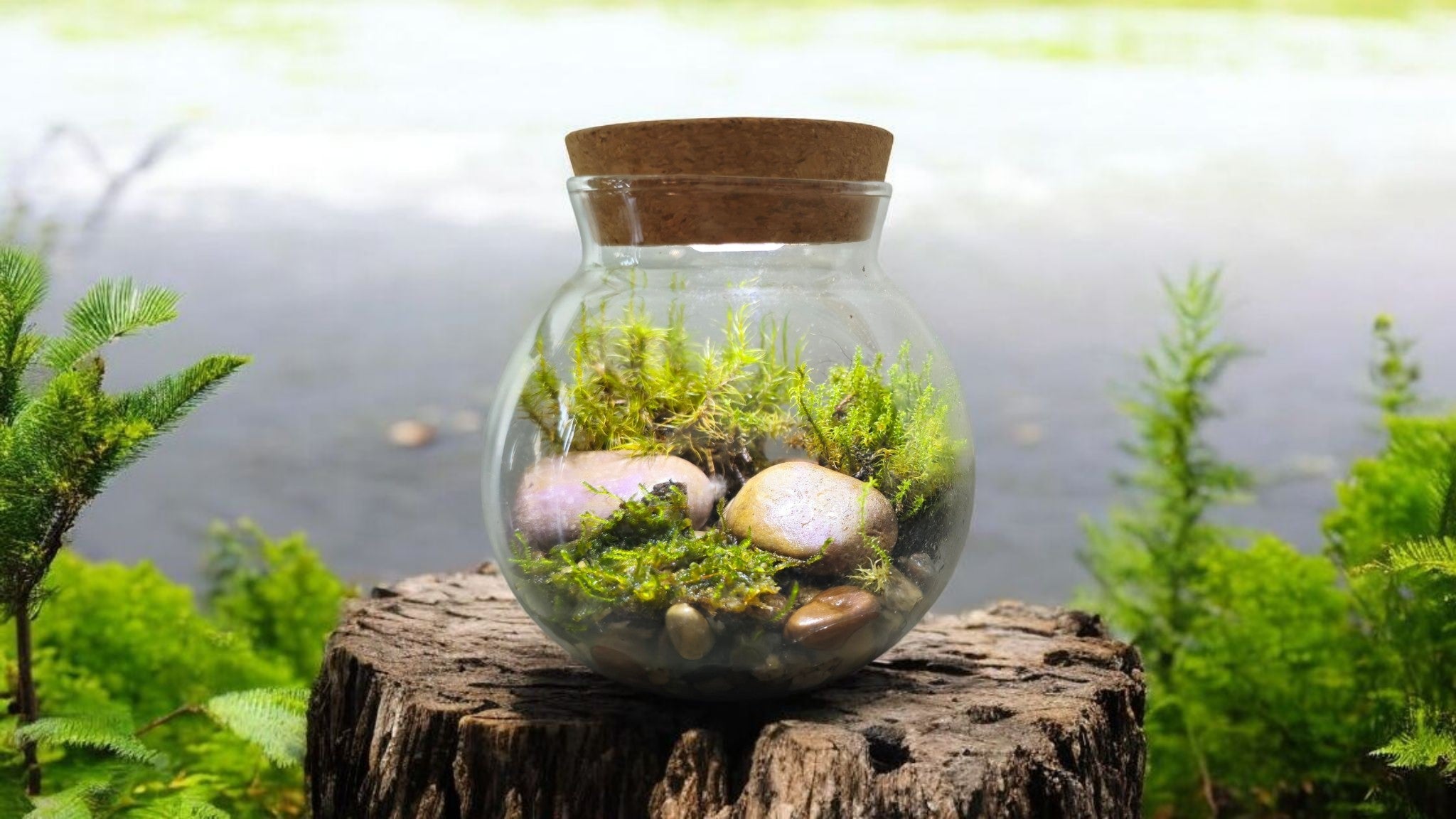 MossBowl- Grow Your Own Beautiful Moss Garden, Complete Kit Come with 3 Mosses! — product image 6