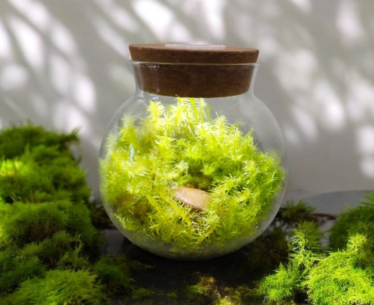 MossBowl- Grow Your Own Beautiful Moss Garden, Complete Kit Come with 3 Mosses! — product image 2