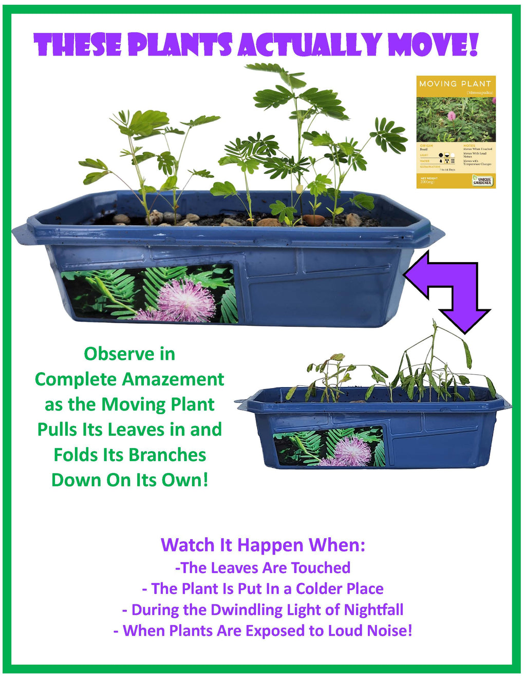 The Astounding Moving Plant Sprouter Terrarium — product image 5