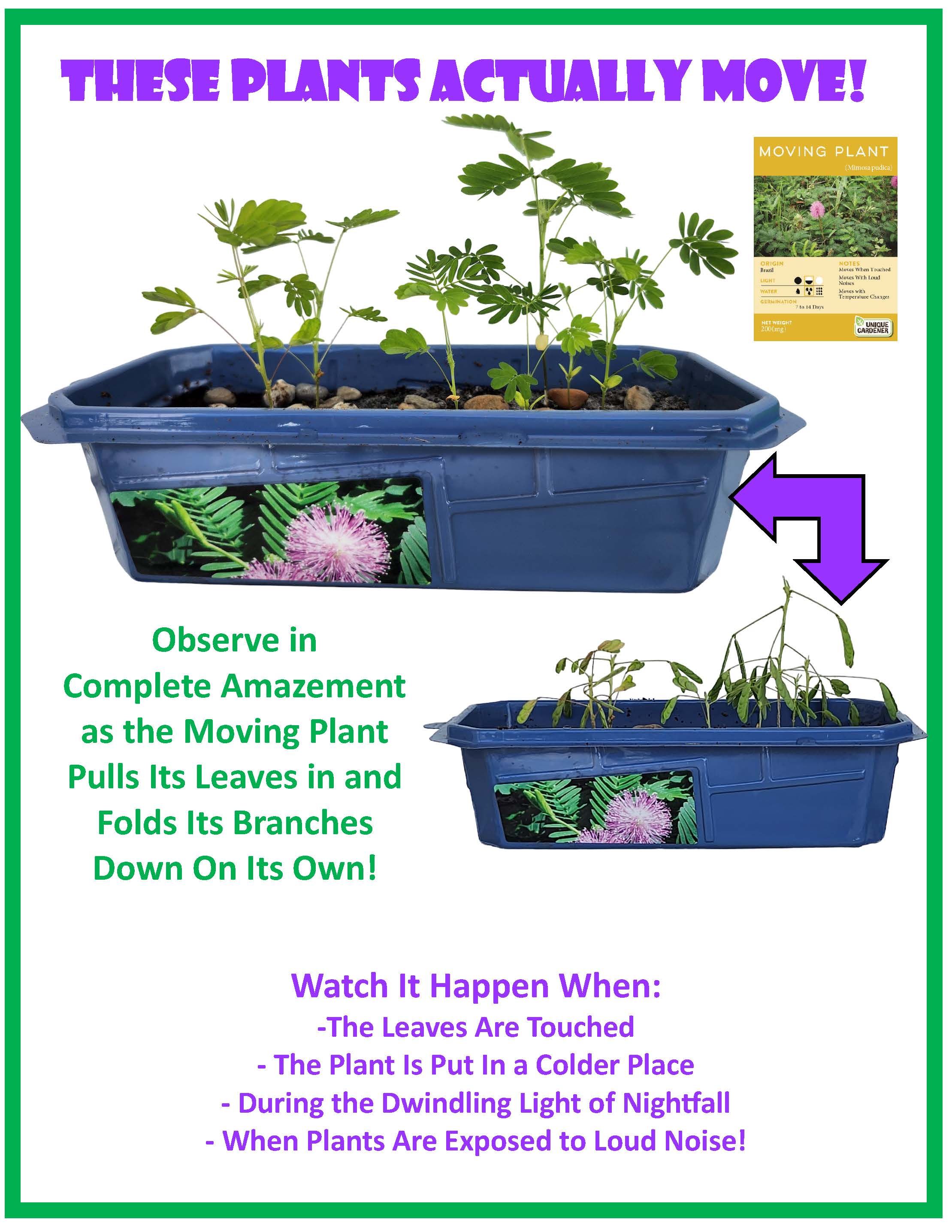 The Astounding Moving Plant Sprouter Terrarium — product image 5
