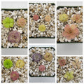 Mystery bundle of 10 SMALL Pinguicula product image 1