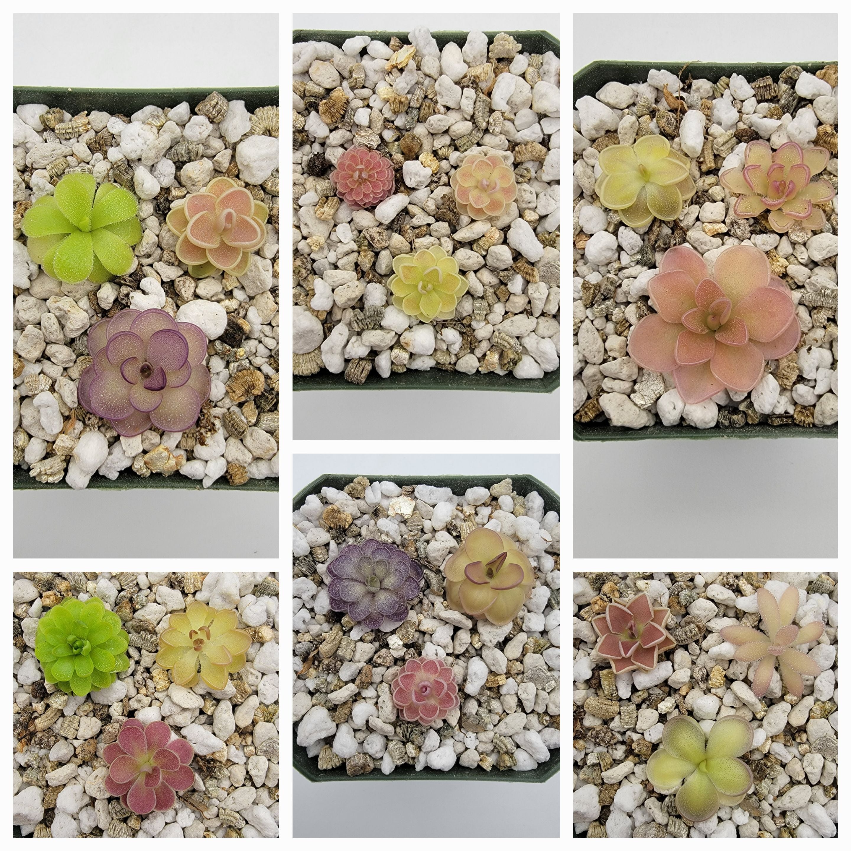 Mystery bundle of 10 SMALL Pinguicula product image 1