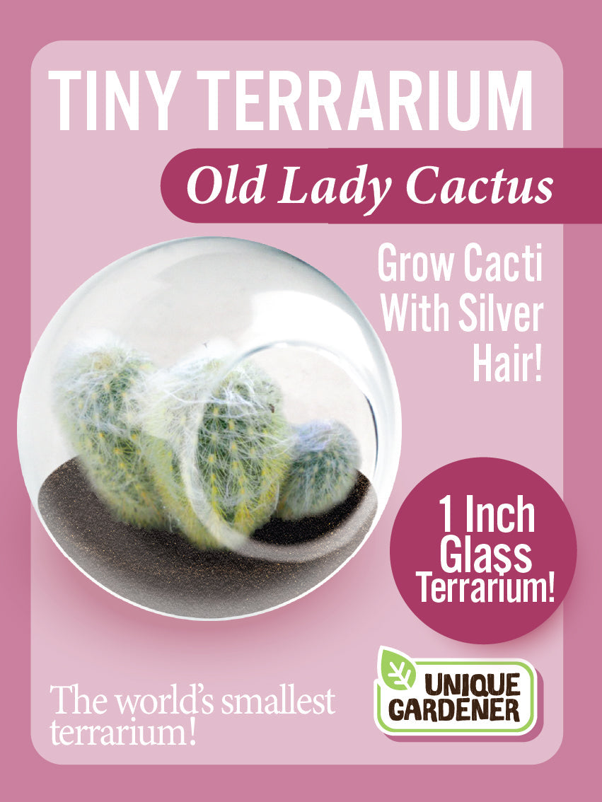 Flowering Cacti Tiny Terrariums Bundle - 2 each of 3 Varieties product image 6