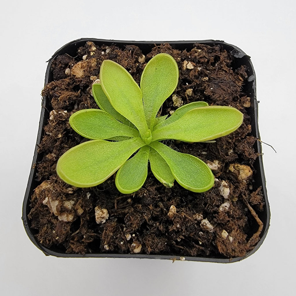 Pinguicula crassifolia with a compact green rosette in a black nursery pot