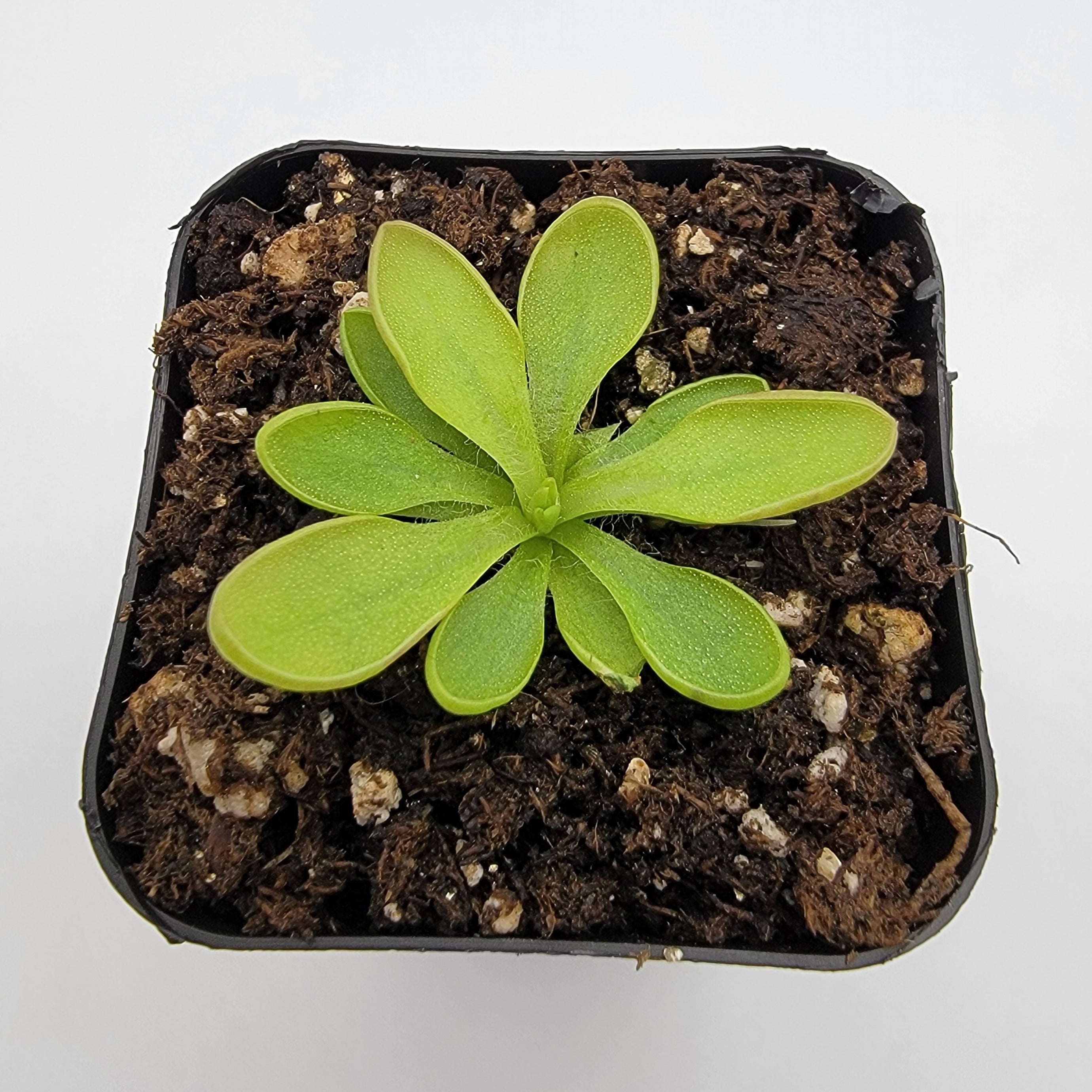 Pinguicula crassifolia with a compact green rosette in a black nursery pot