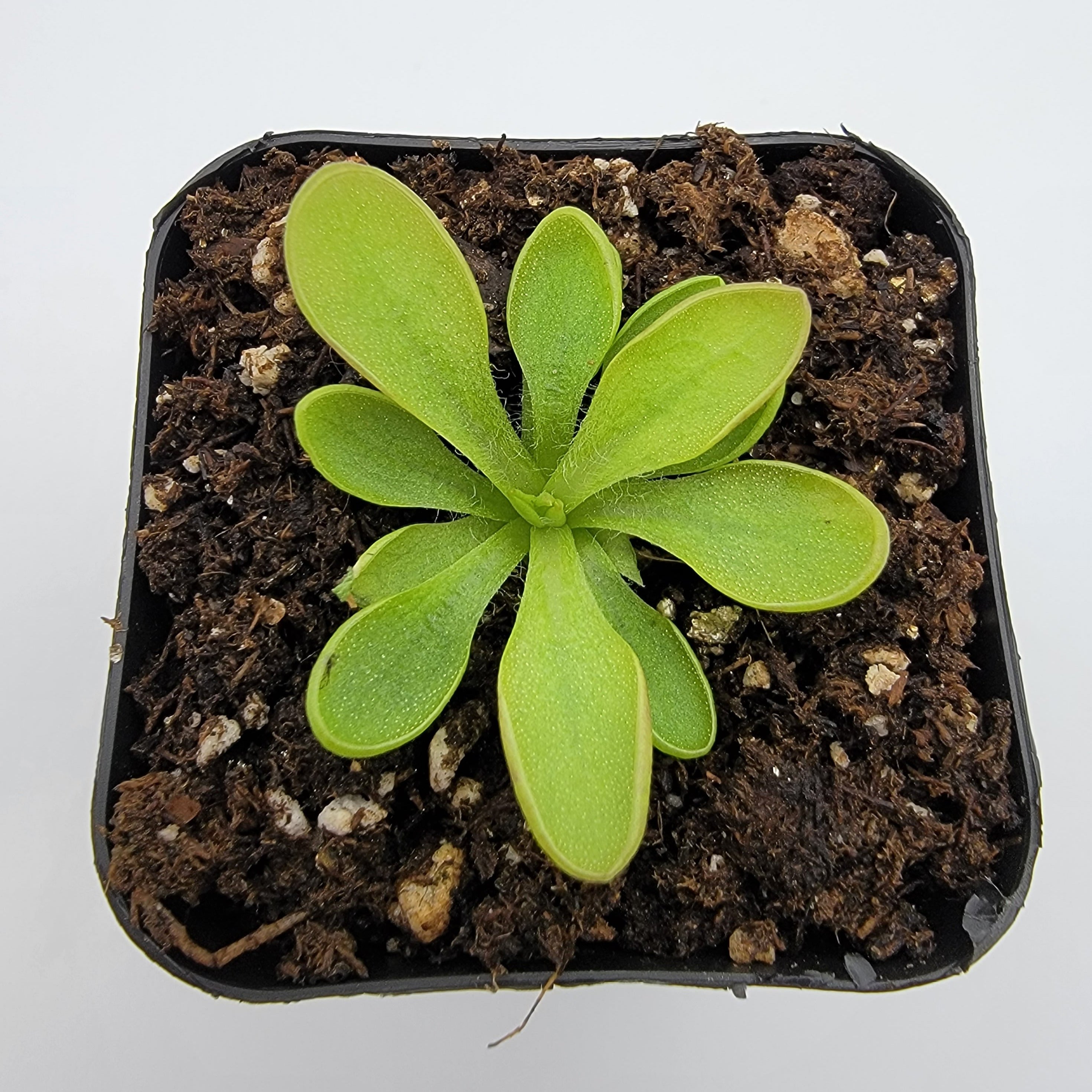 Top view of Pinguicula crassifolia with light green spoon-shaped leaves in a black pot
