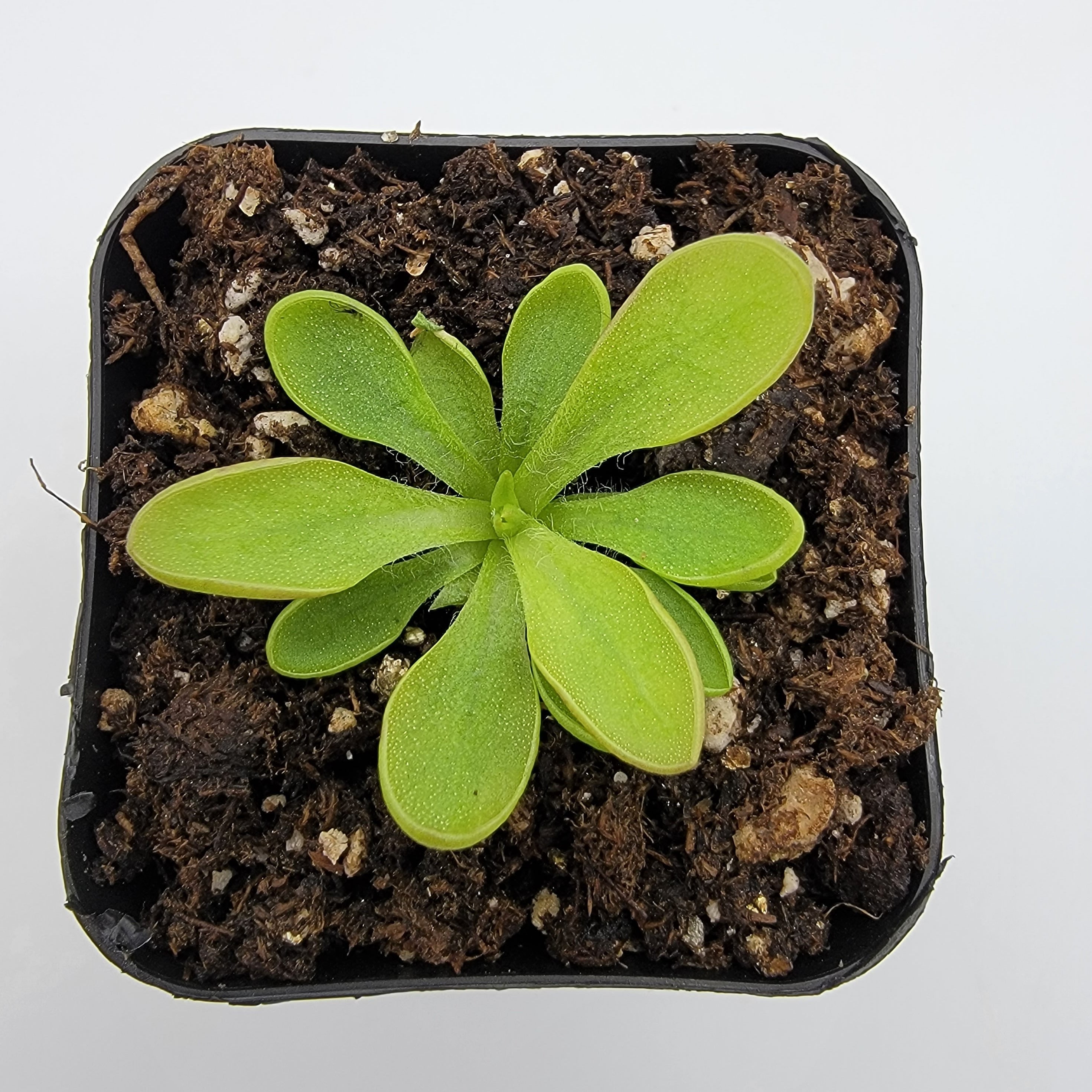 Pinguicula crassifolia rosette in dark growing medium, viewed from above