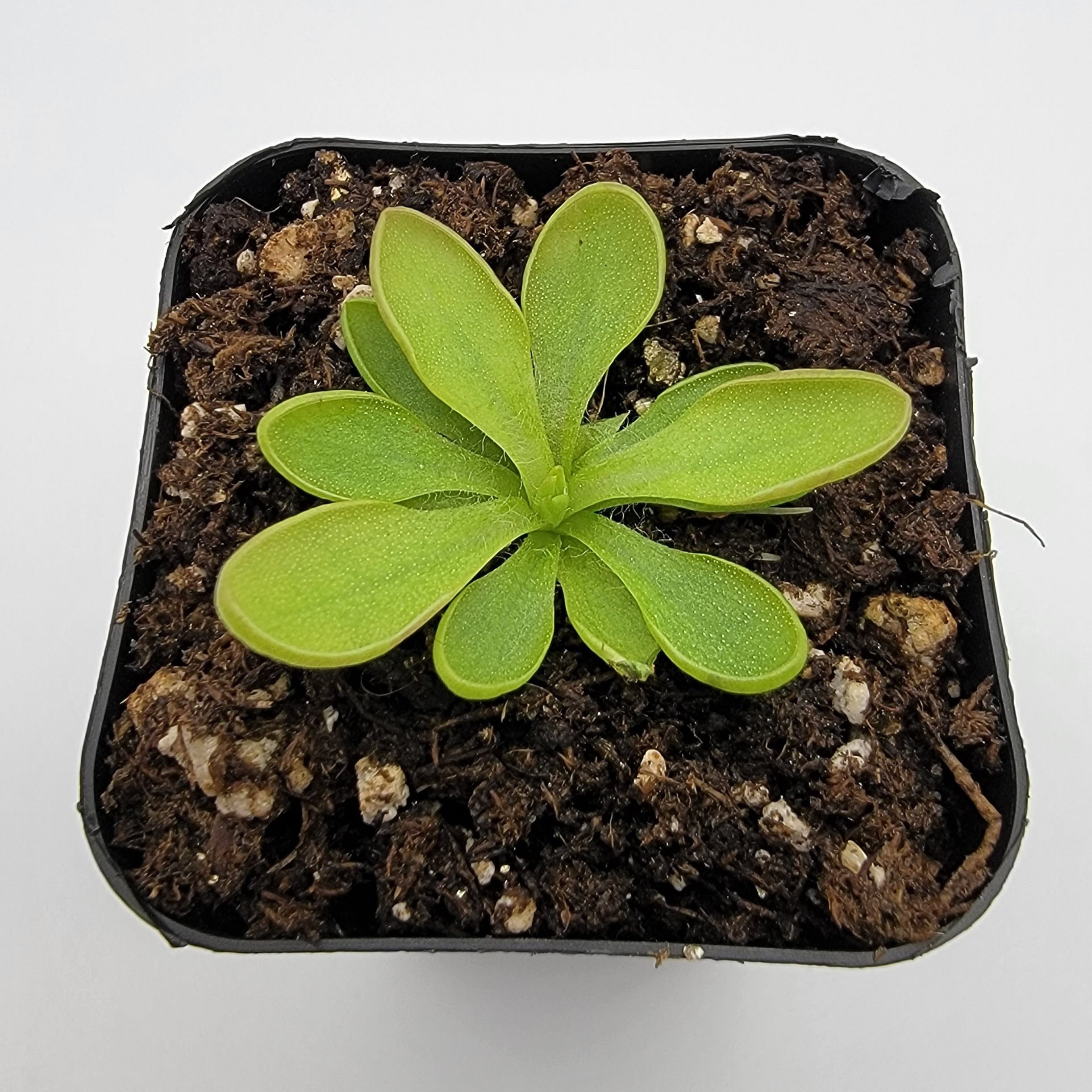 Close top view of Pinguicula crassifolia with broad green leaves in a square pot