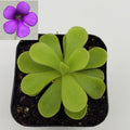 Pinguicula gigantea x cyclosecta live plant product image 1