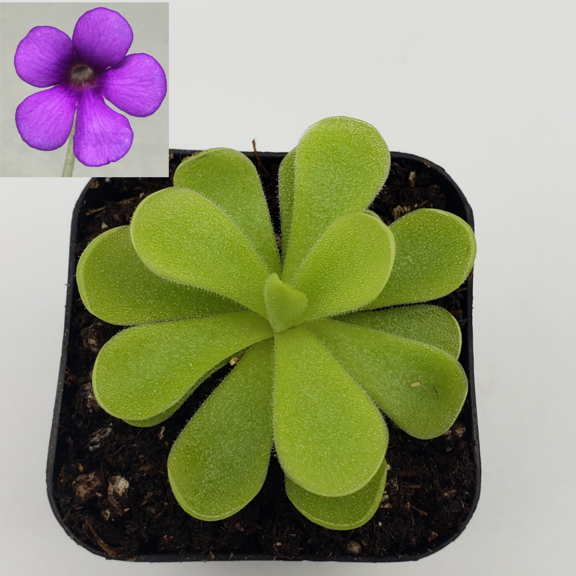 Pinguicula gigantea x cyclosecta live plant product image 1
