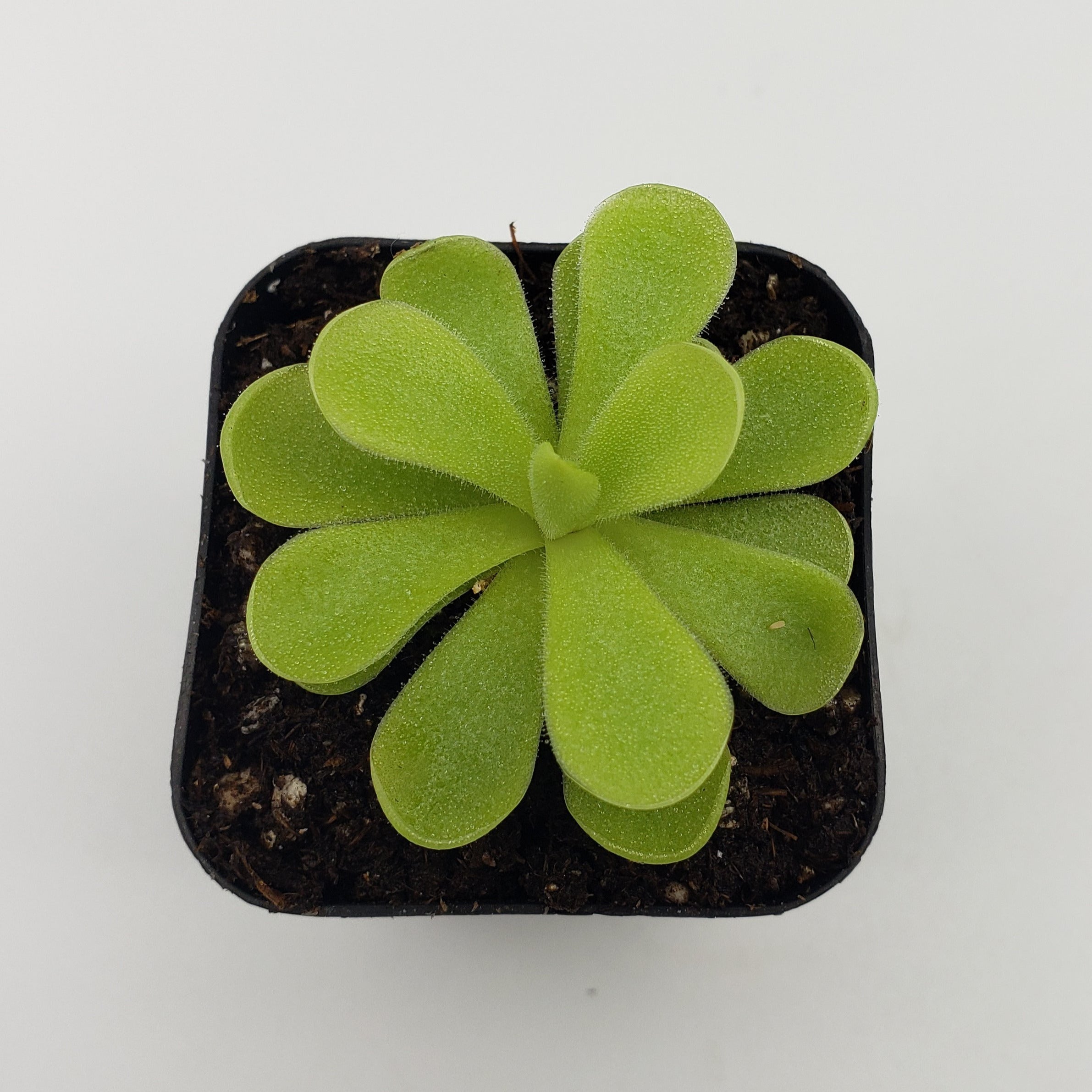 Pinguicula gigantea x cyclosecta live plant product image 2