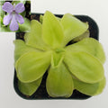 Pinguicula moranensis var. alba x elizabethiae live plant product image 1