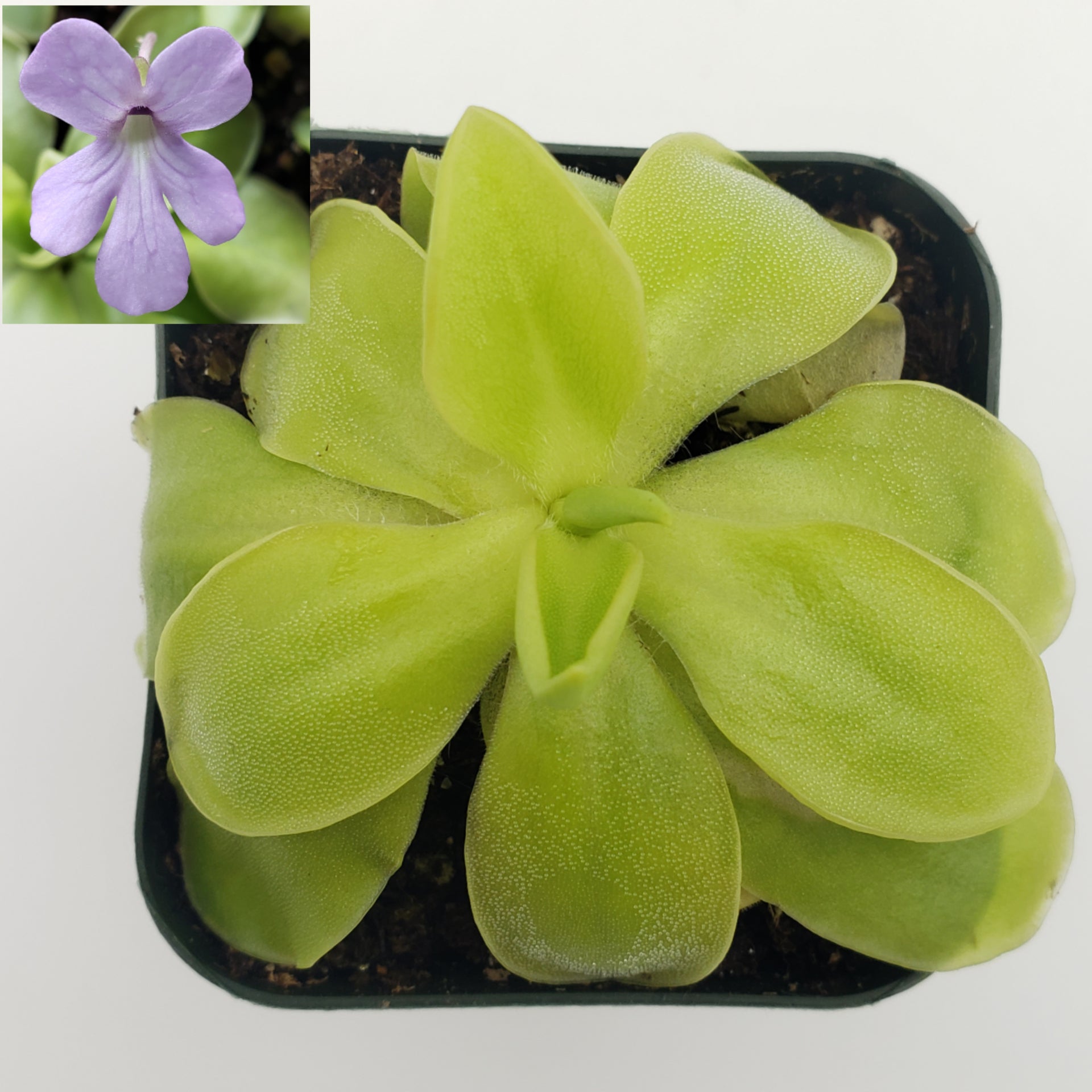 Pinguicula moranensis var. alba x elizabethiae live plant product image 1
