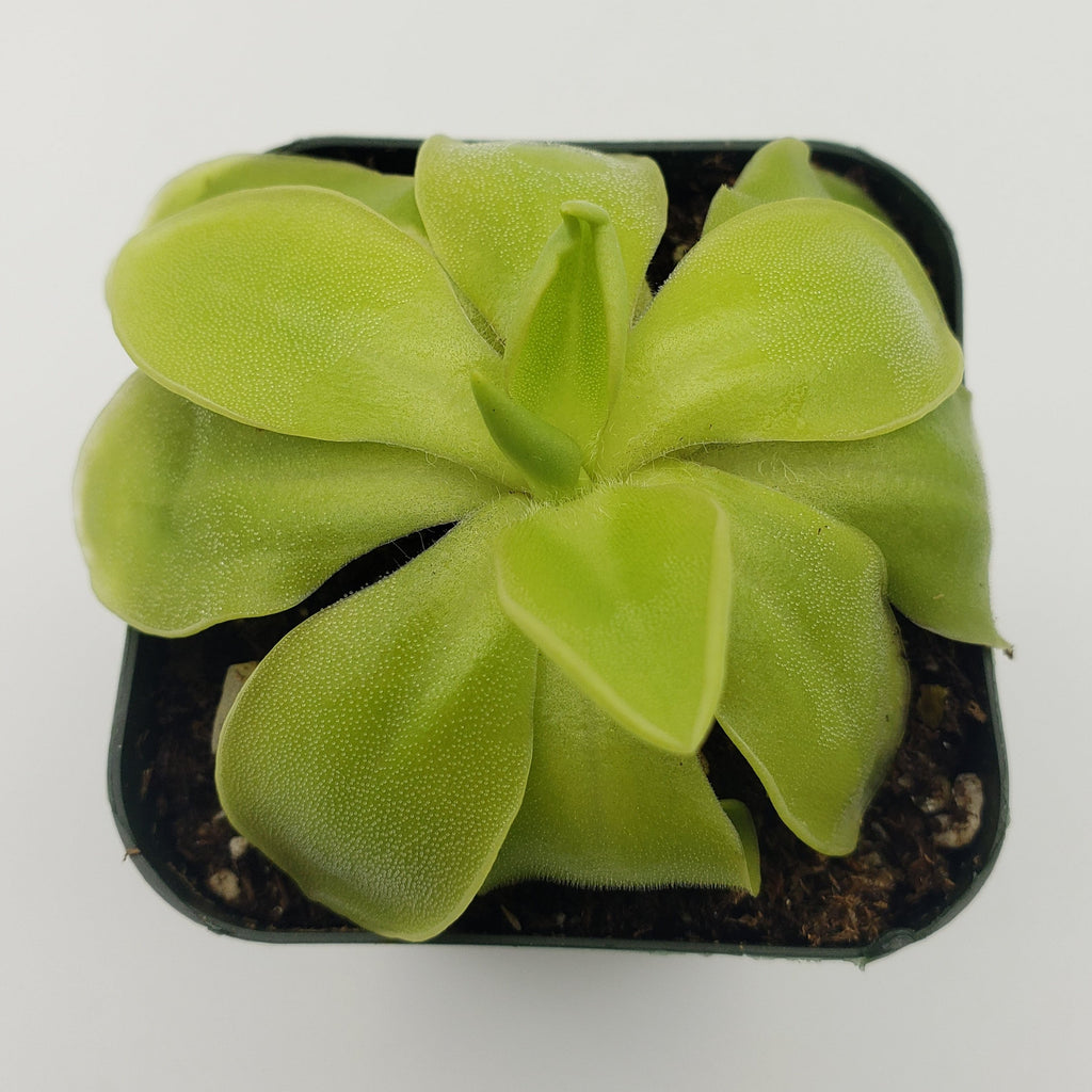 Pinguicula moranensis var. alba x elizabethiae live plant product image 3