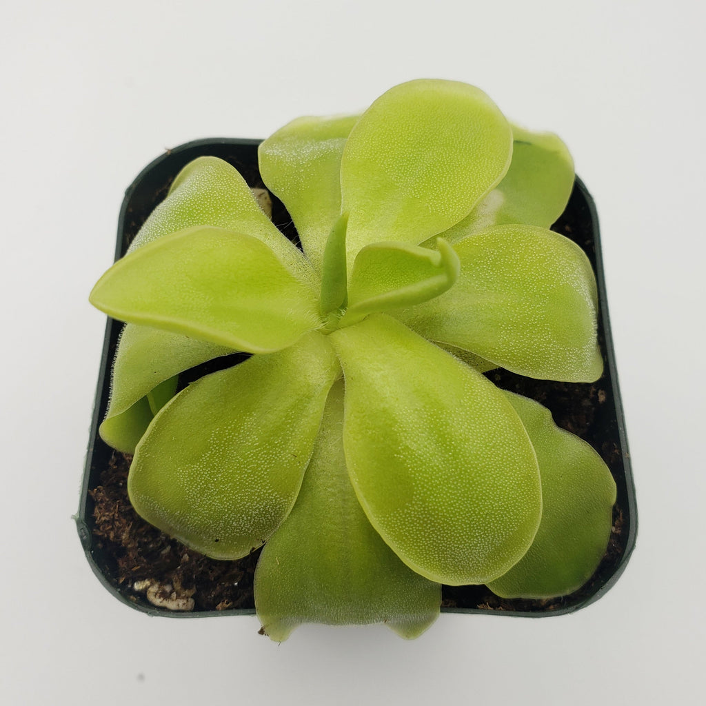 Pinguicula moranensis var. alba x elizabethiae live plant product image 2
