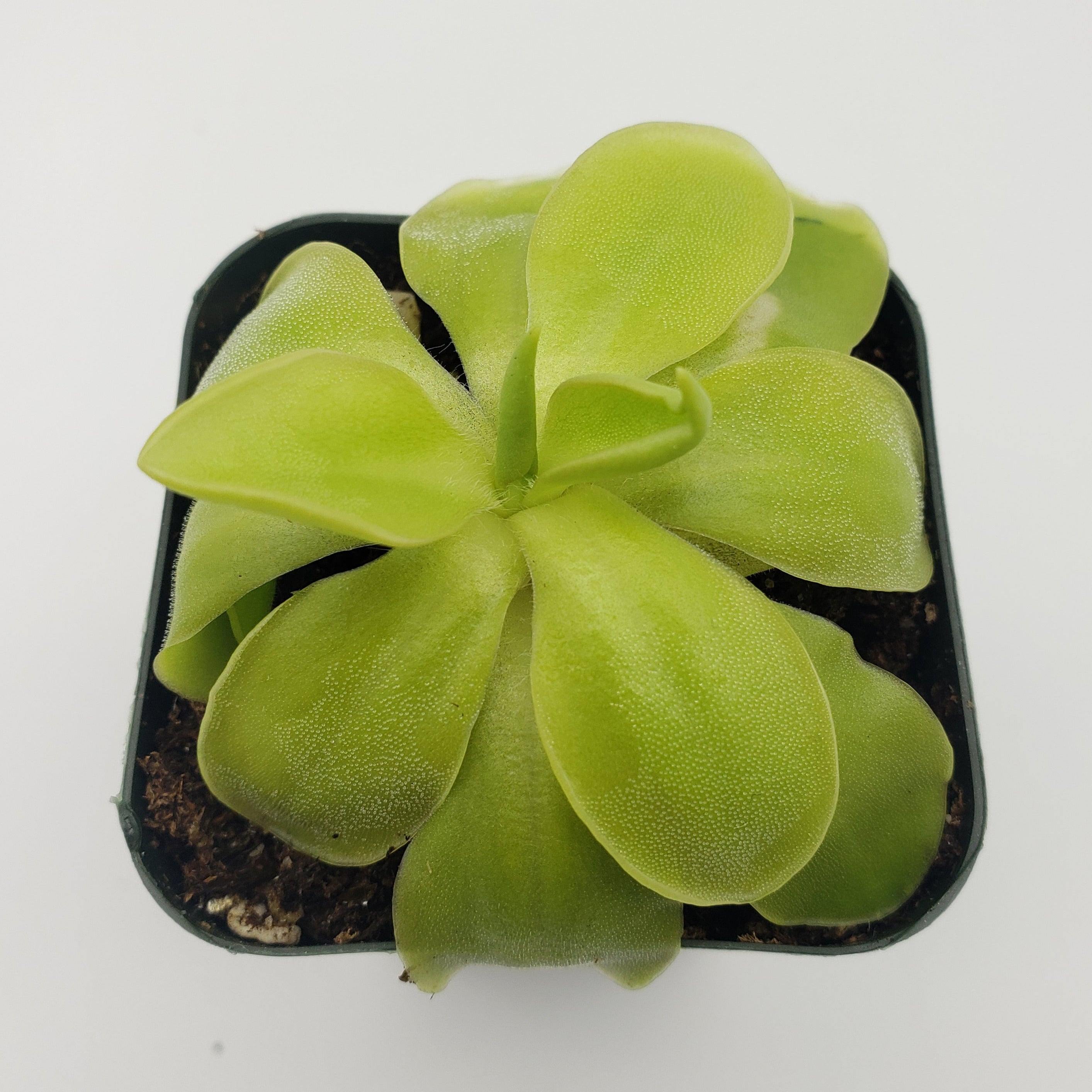 Pinguicula moranensis var. alba x elizabethiae live plant product image 2