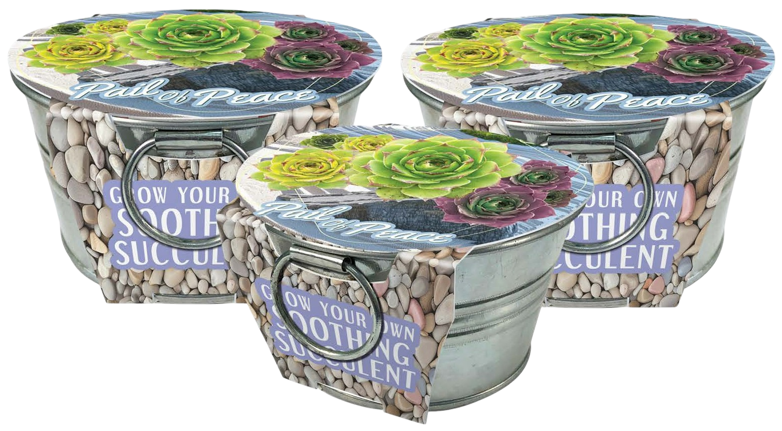 Pail of Peace - Grow Your Own Succulents Multipack of 3 product image 1